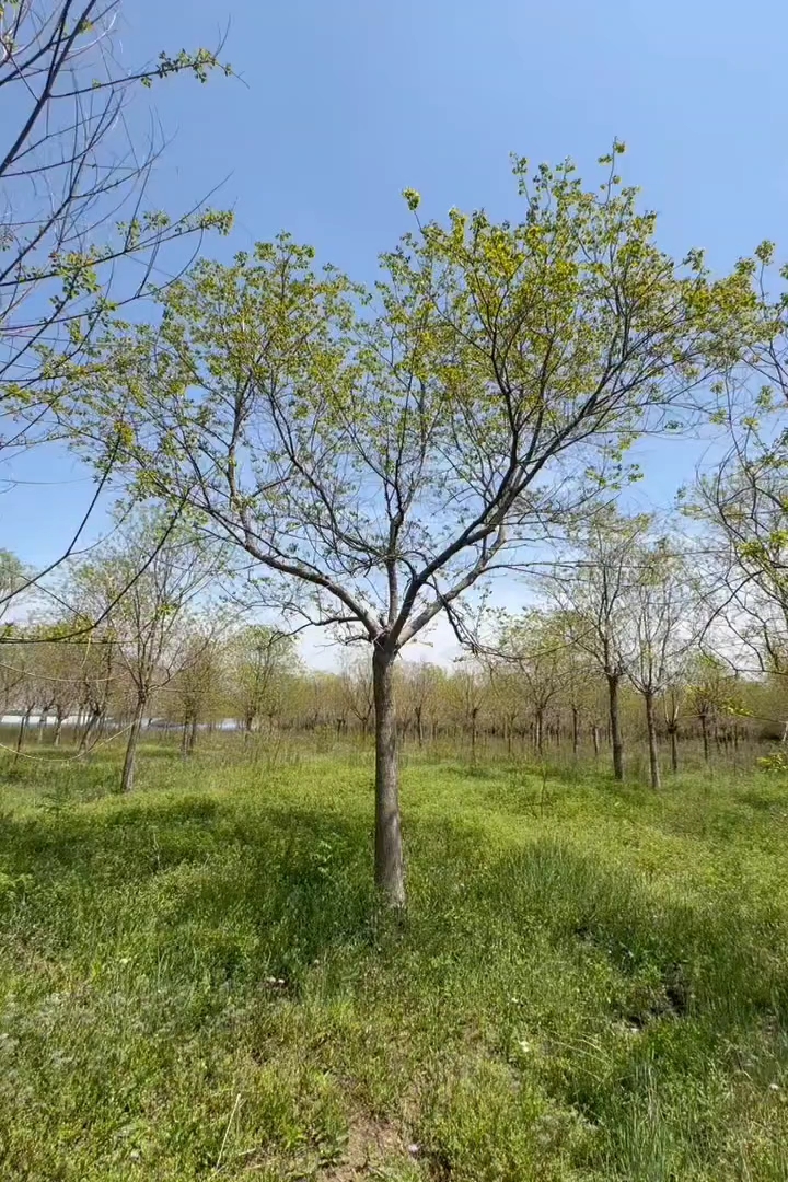 19公分乌桕