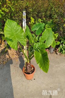 高度80厘米海芋