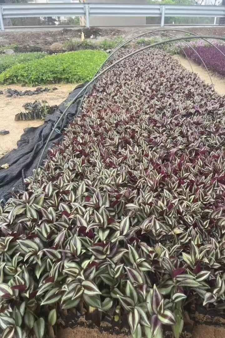 高度20厘米吊竹梅