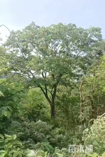 40公分朴树