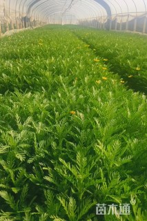 高度30厘米黄金菊