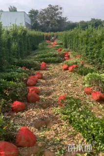 高度50厘米大叶黄杨