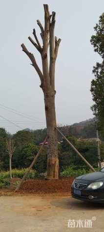 60公分红果冬青