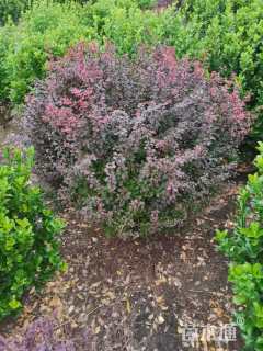 高度120厘米红叶小檗