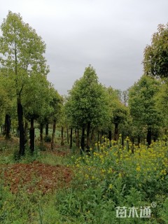 18公分香樟