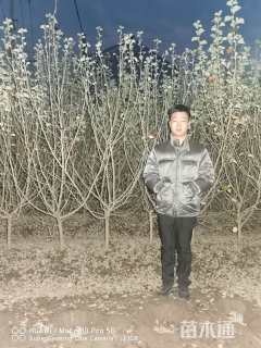 高度150厘米海滨木槿