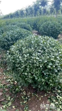 冠幅120厘米卫矛球