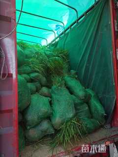 高度25厘米细叶麦冬草