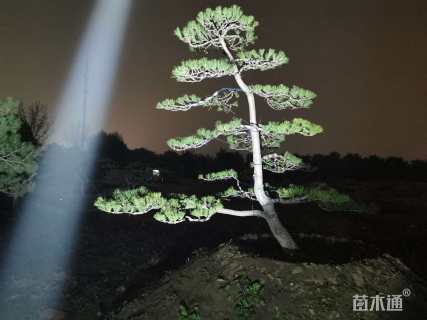 高度200厘米黑松