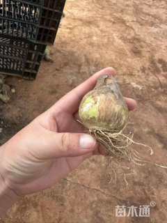 天哦绒种球,