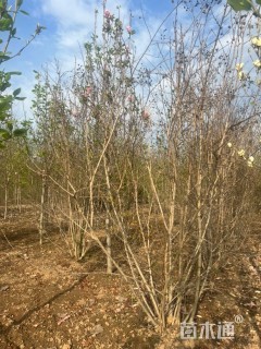 高度350厘米金银木