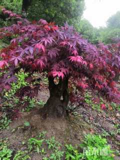 高度50厘米映山红