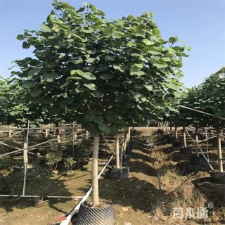 11公分黄槿