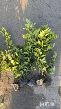 高度50厘米金森女贞小苗