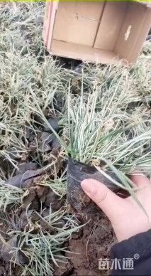 高度20厘米花叶燕麦草