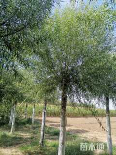 12公分青皮垂柳