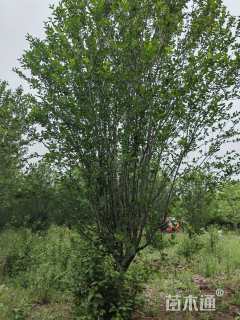 14公分西府海棠