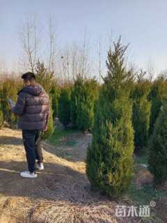 高度400厘米塔柏