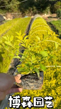 高度30厘米金叶假连翘