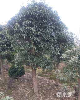 15公分金桂