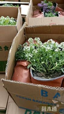 高度20厘米香雪球