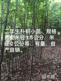 2.0公分朴树
