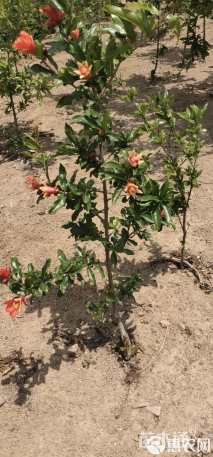 高度120厘米石榴小苗