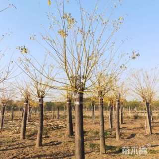 9公分金枝槐