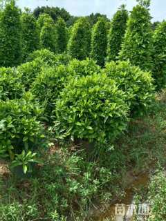 高度80厘米非洲茉莉球