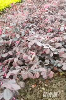 高度60厘米红花继木