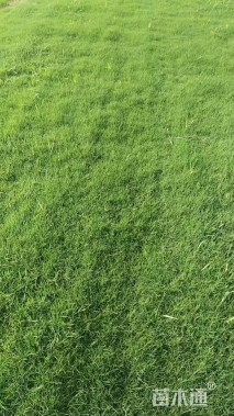 草卷状百慕大草