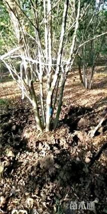 高度600厘米丛生白蜡