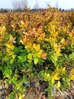 高度30厘米金森女贞