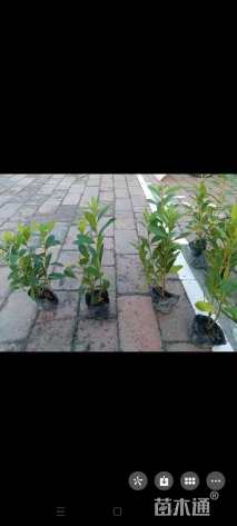 高度20厘米毛鹃小苗