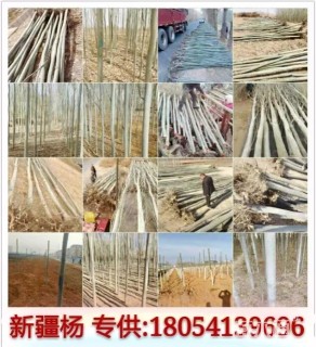 8公分新疆杨