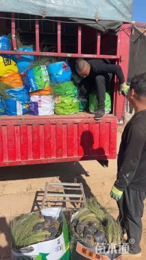 高度80厘米羽绒狼尾草