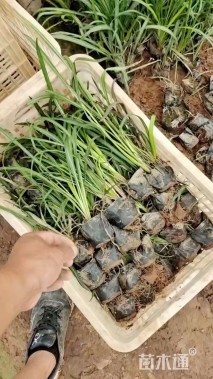 高度20厘米蛇鞭菊