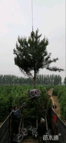 高度300厘米油松