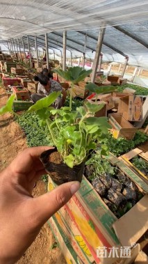 高度10厘米飞燕草