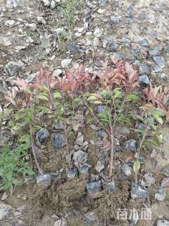 0.3公分红叶石楠