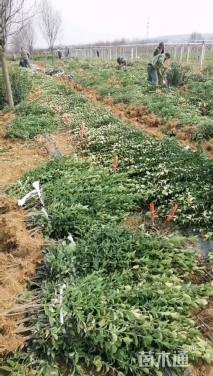 高度35厘米大叶黄杨