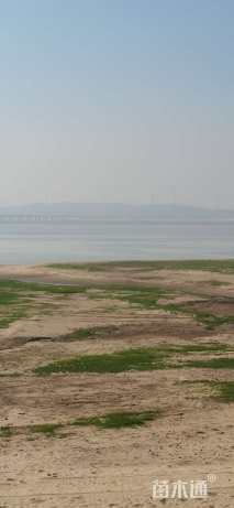 高度350厘米丛生胡柚