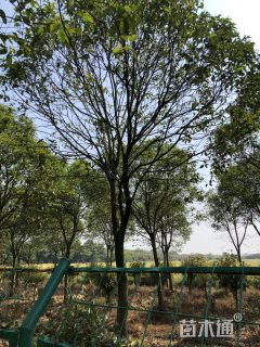 16公分大叶女贞