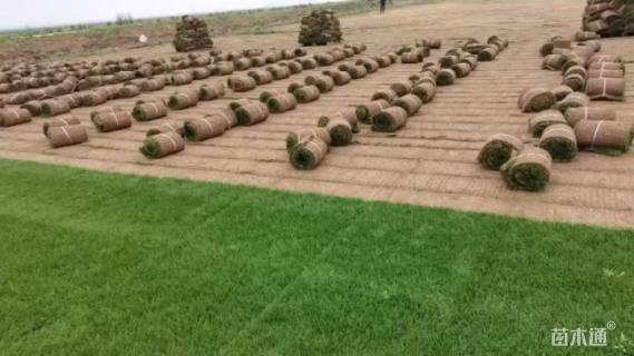 草卷状百慕大草