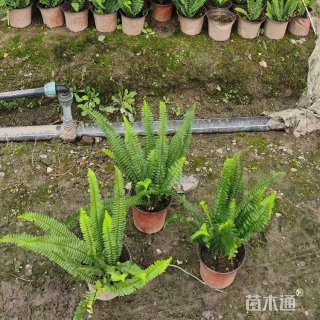高度26厘米肾蕨