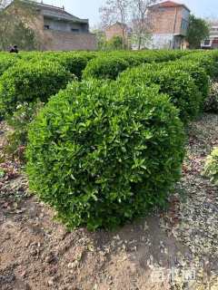 冠幅180厘米大叶黄杨球