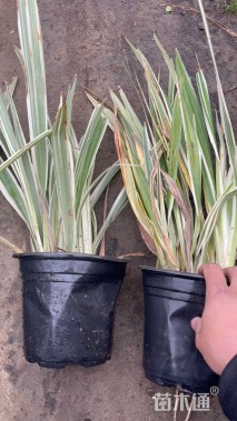 高度40厘米山管兰