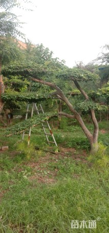 25公分造型榔榆