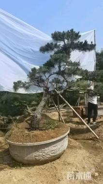 10公分陆均松
