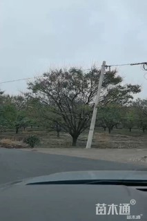 12公分红梅